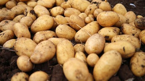 Patates Haşlaması Görmek Ne Anlama Gelir?